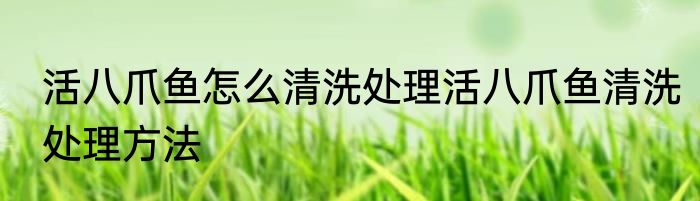 活八爪鱼怎么清洗处理活八爪鱼清洗处理方法