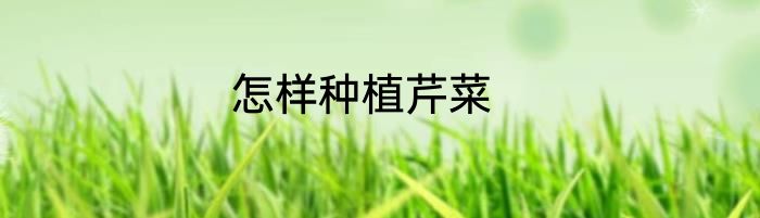 怎样种植芹菜
