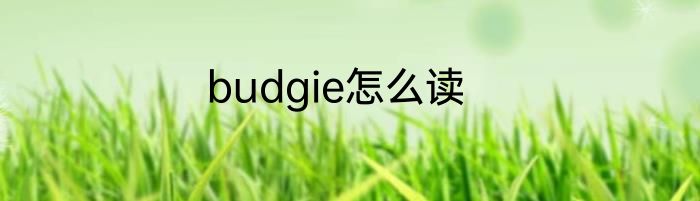 budgie怎么读