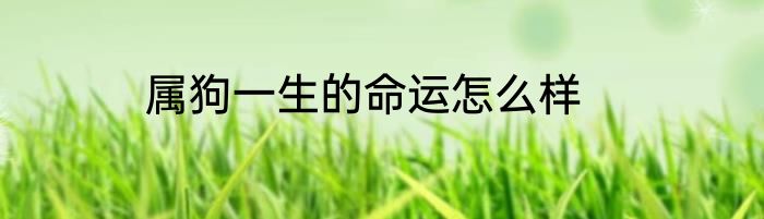 属狗一生的命运怎么样