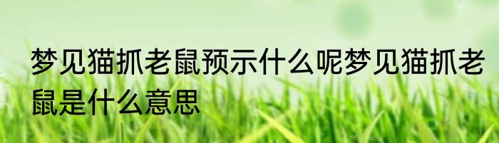 梦见猫抓老鼠预示什么呢梦见猫抓老鼠是什么意思