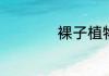 裸子植物开花吗什么