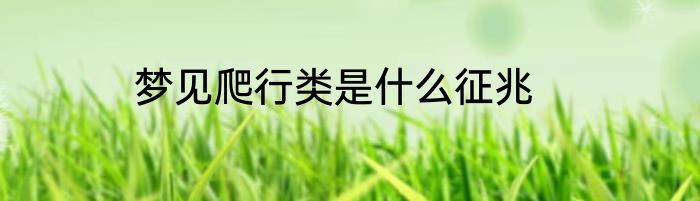 梦见爬行类是什么征兆