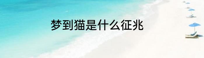梦到猫是什么征兆