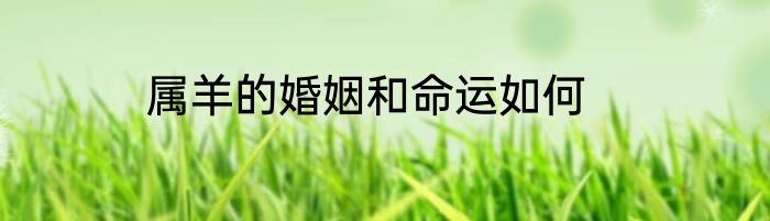 属羊的婚姻和命运如何