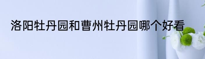 洛阳牡丹园和曹州牡丹园哪个好看