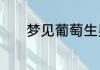 梦见葡萄生男生女是什么意思