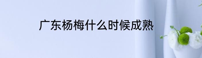 广东杨梅什么时候成熟