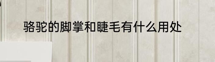骆驼的脚掌和睫毛有什么用处
