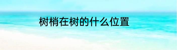 树梢在树的什么位置