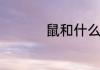 鼠和什么属相相冲相克
