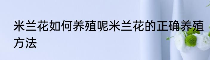 米兰花如何养殖呢米兰花的正确养殖方法