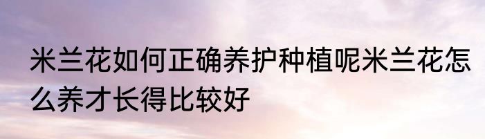 米兰花如何正确养护种植呢米兰花怎么养才长得比较好