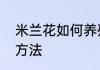 米兰花如何养殖呢米兰花的正确养殖方法