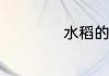 水稻的种植过程5步
