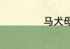 马犬母多少钱一只