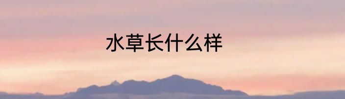 水草长什么样