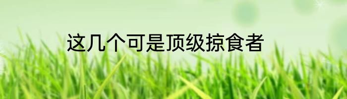 这几个可是顶级掠食者