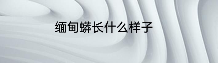 缅甸蟒长什么样子