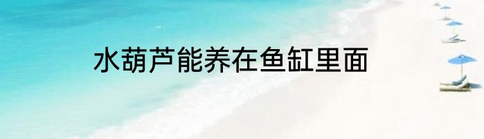 水葫芦能养在鱼缸里面