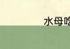 水母吃什么如何养