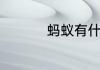 蚂蚁有什么神奇的本领