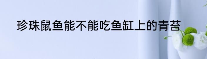 珍珠鼠鱼能不能吃鱼缸上的青苔