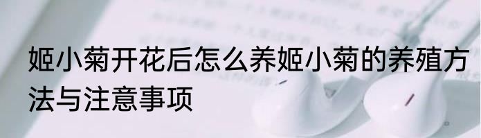 姬小菊开花后怎么养姬小菊的养殖方法与注意事项