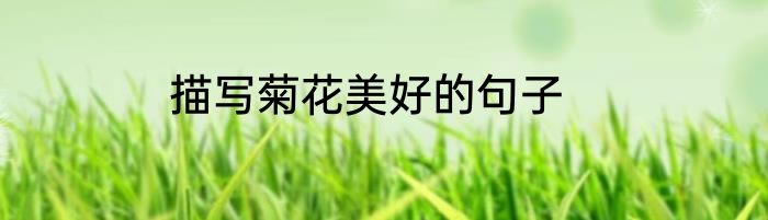 描写菊花美好的句子