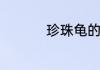 珍珠龟的正确饲养方法