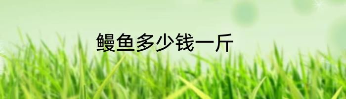 鳗鱼多少钱一斤