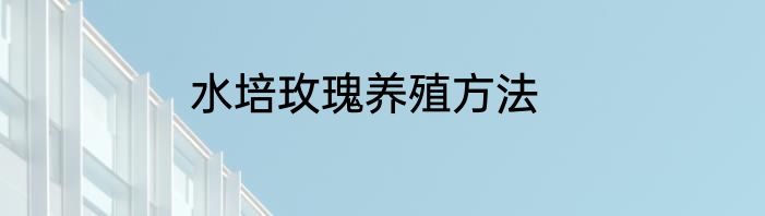 水培玫瑰养殖方法
