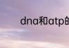 dna和atp的组成元素相同吗