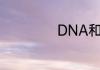 DNA和RNA的区别
