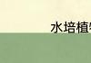 水培植物有哪些种类