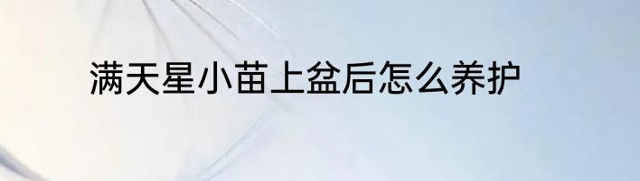 满天星小苗上盆后怎么养护