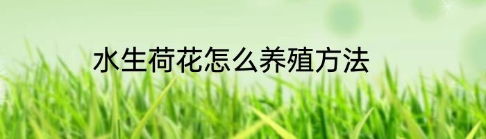 水生荷花怎么养殖方法