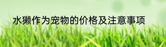 水獭作为宠物的价格及注意事项