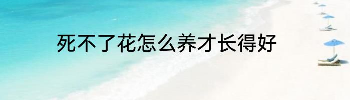 死不了花怎么养才长得好