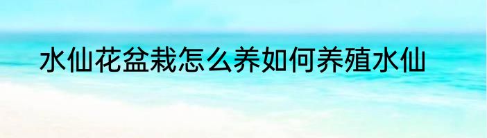水仙花盆栽怎么养如何养殖水仙