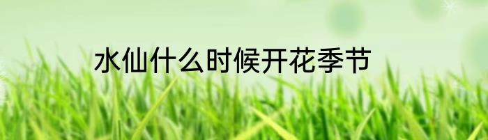 水仙什么时候开花季节