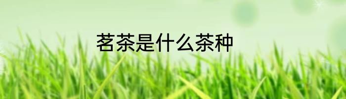 茗茶是什么茶种