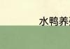 水鸭养殖成本与效益