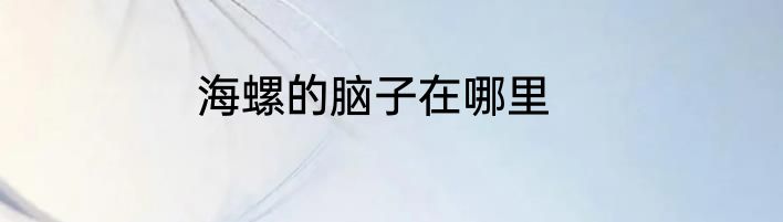 海螺的脑子在哪里