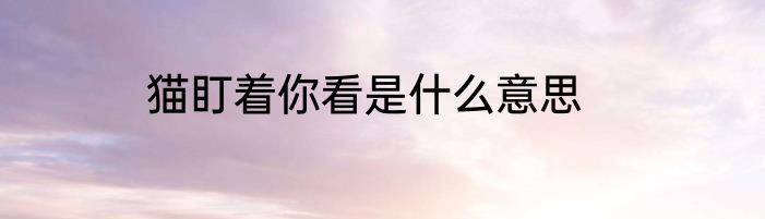 猫盯着你看是什么意思