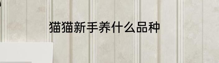 猫猫新手养什么品种