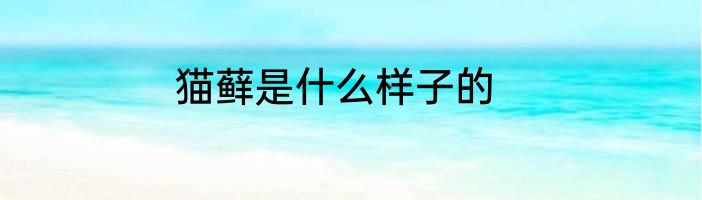 猫藓是什么样子的