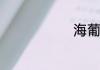 海葡萄是什么