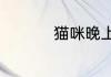 猫咪晚上太闹腾怎么办