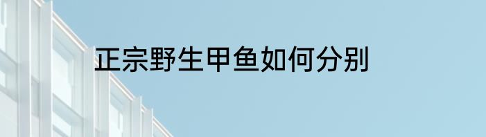 正宗野生甲鱼如何分别